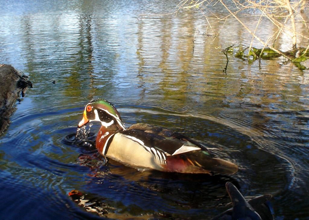 Wood duck trail pics 051210 Duck Hunting Forum